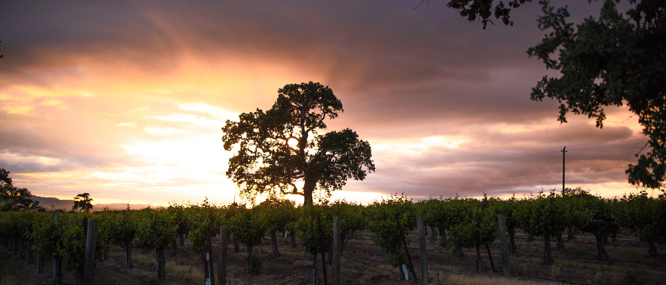 The original Arborist tree in the Jardine Vineyard in Paso Robles