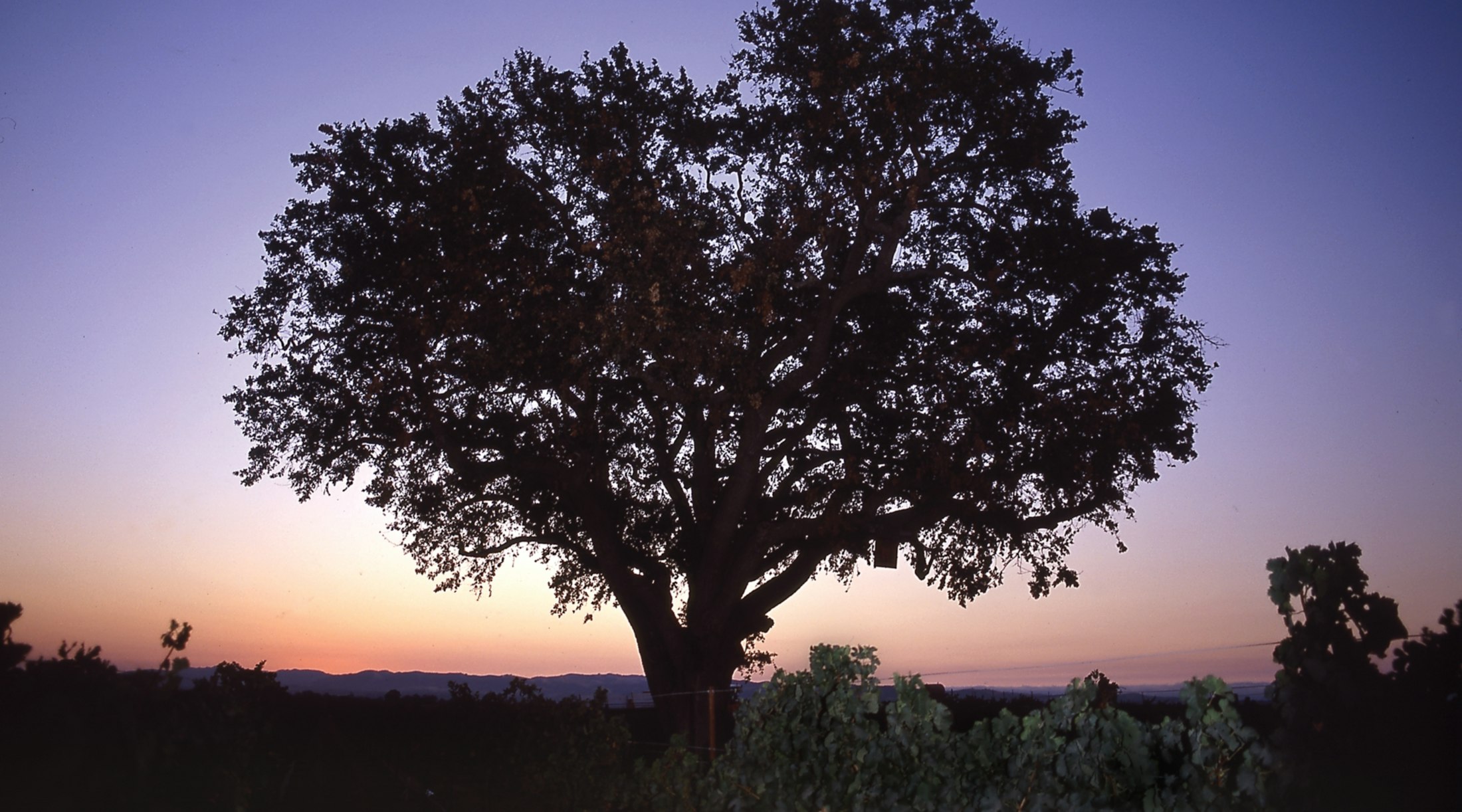 The famous ancient Oak tree at Vina Robles silhouetted at sunset