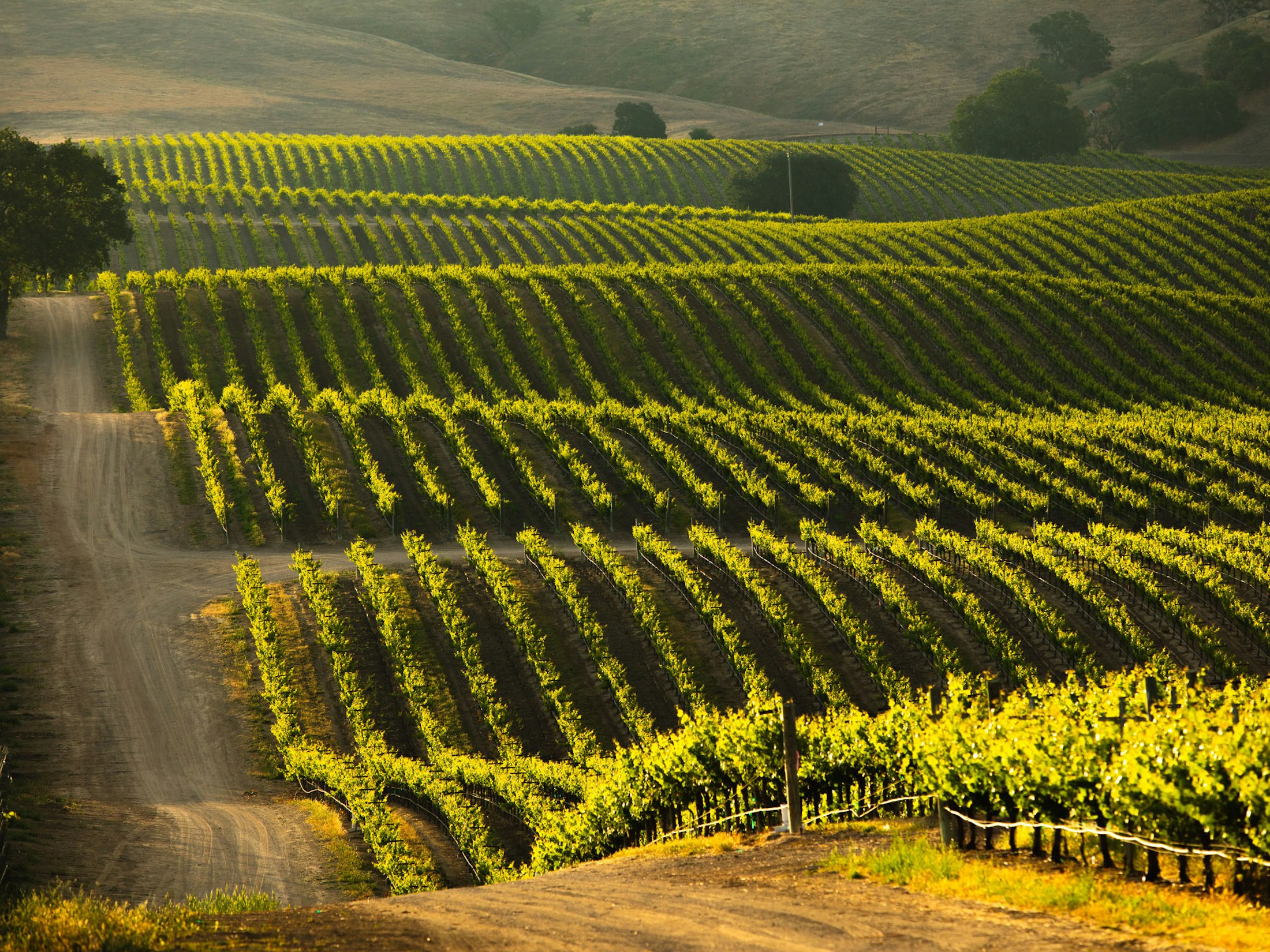 Creston Valley vineyard rows over gently rolling hills at dusk