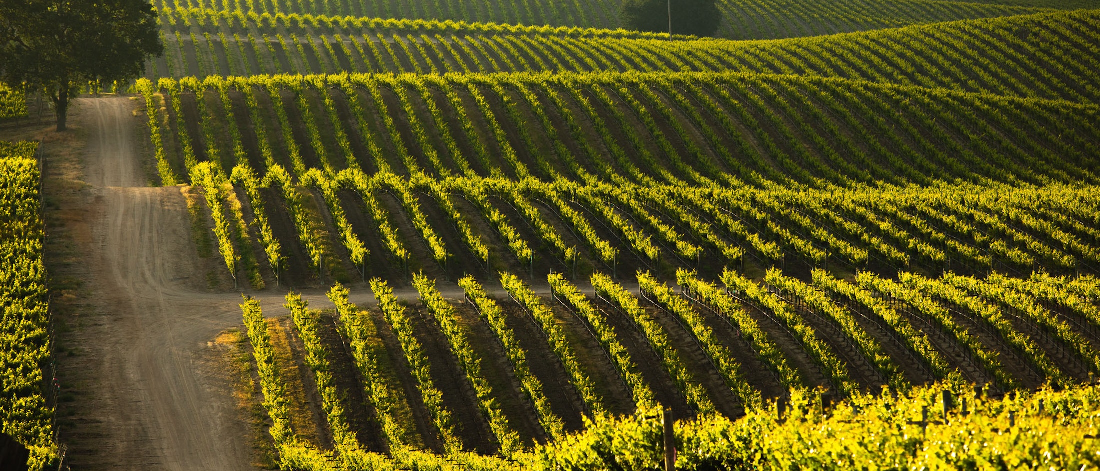 Creston Valley vineyard rows over gently rolling hills at dusk