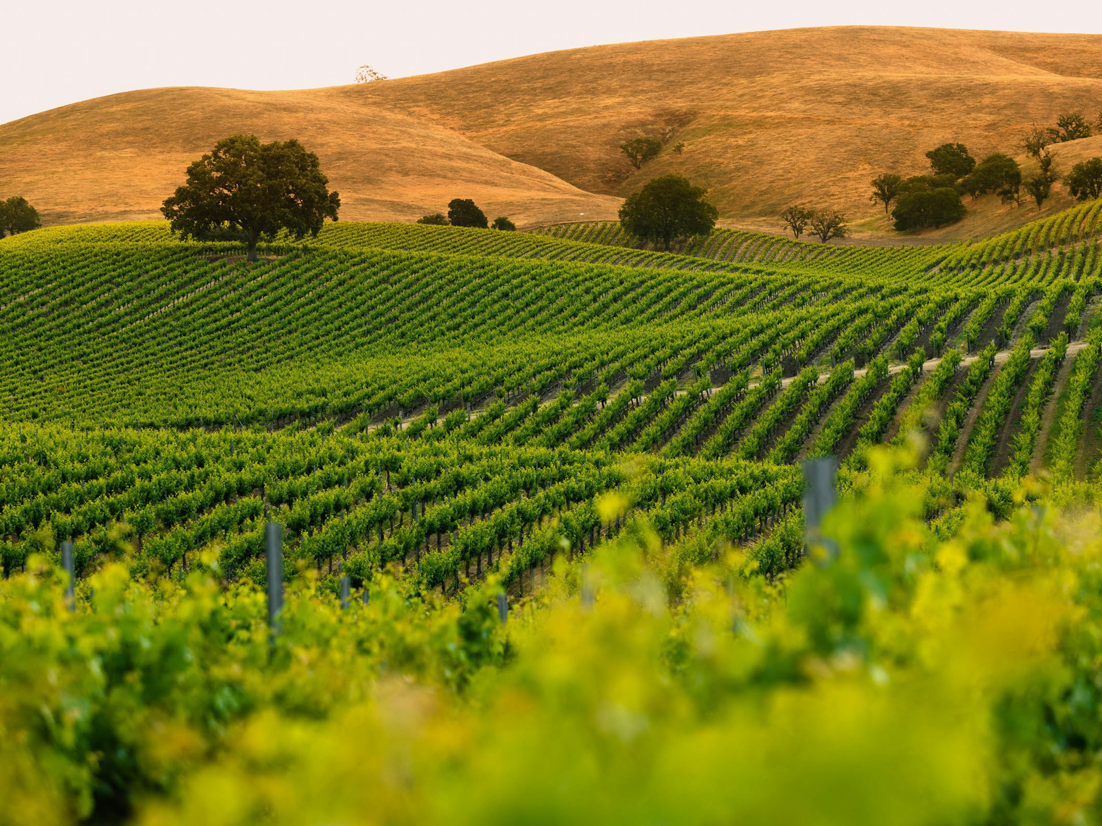 Creston Valley Vineyard, green rows of vines with golden grassy hills hills in the background