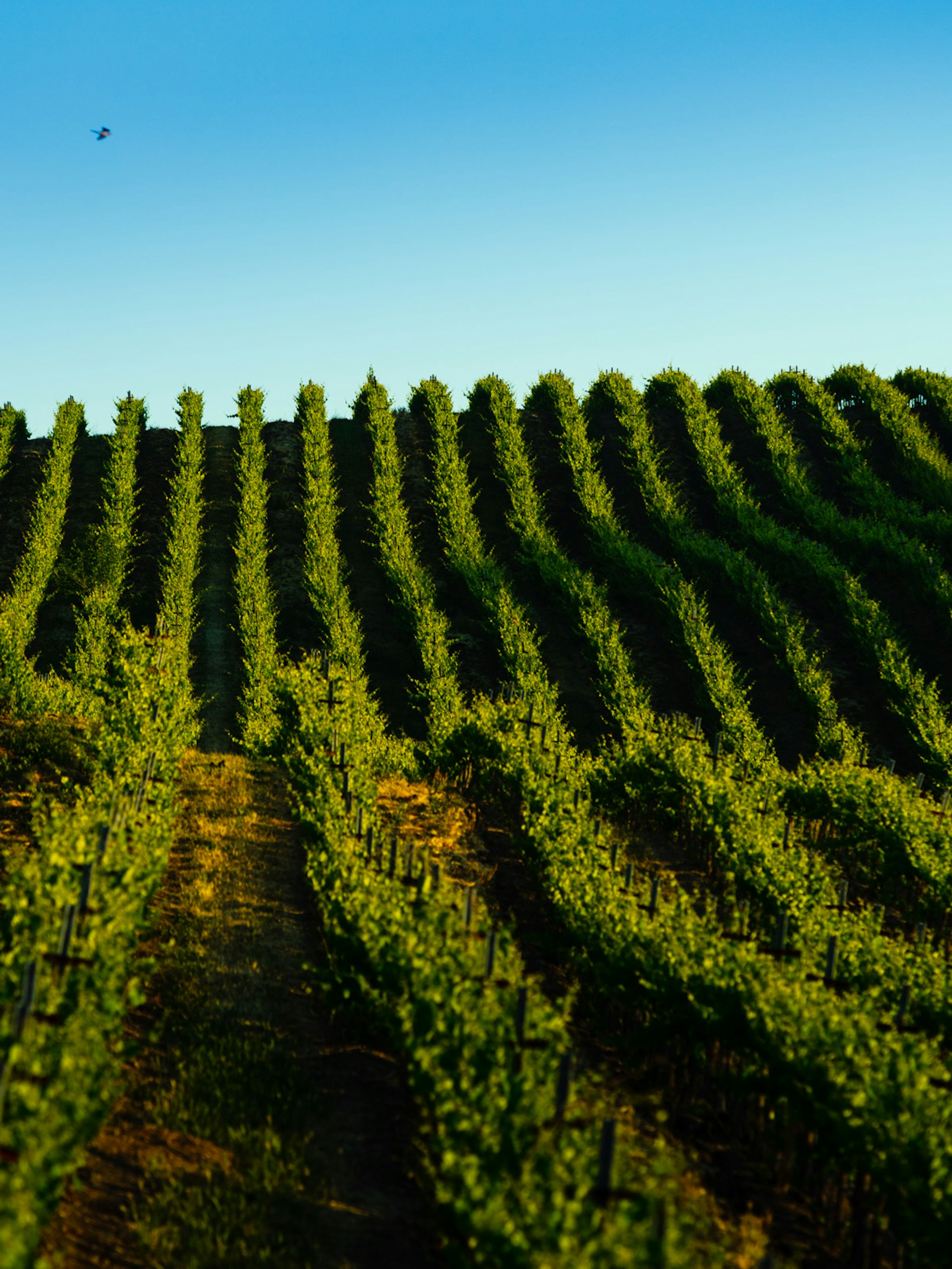 Looking down the rows of vines rolling over hills at Huerhuero Vineyard