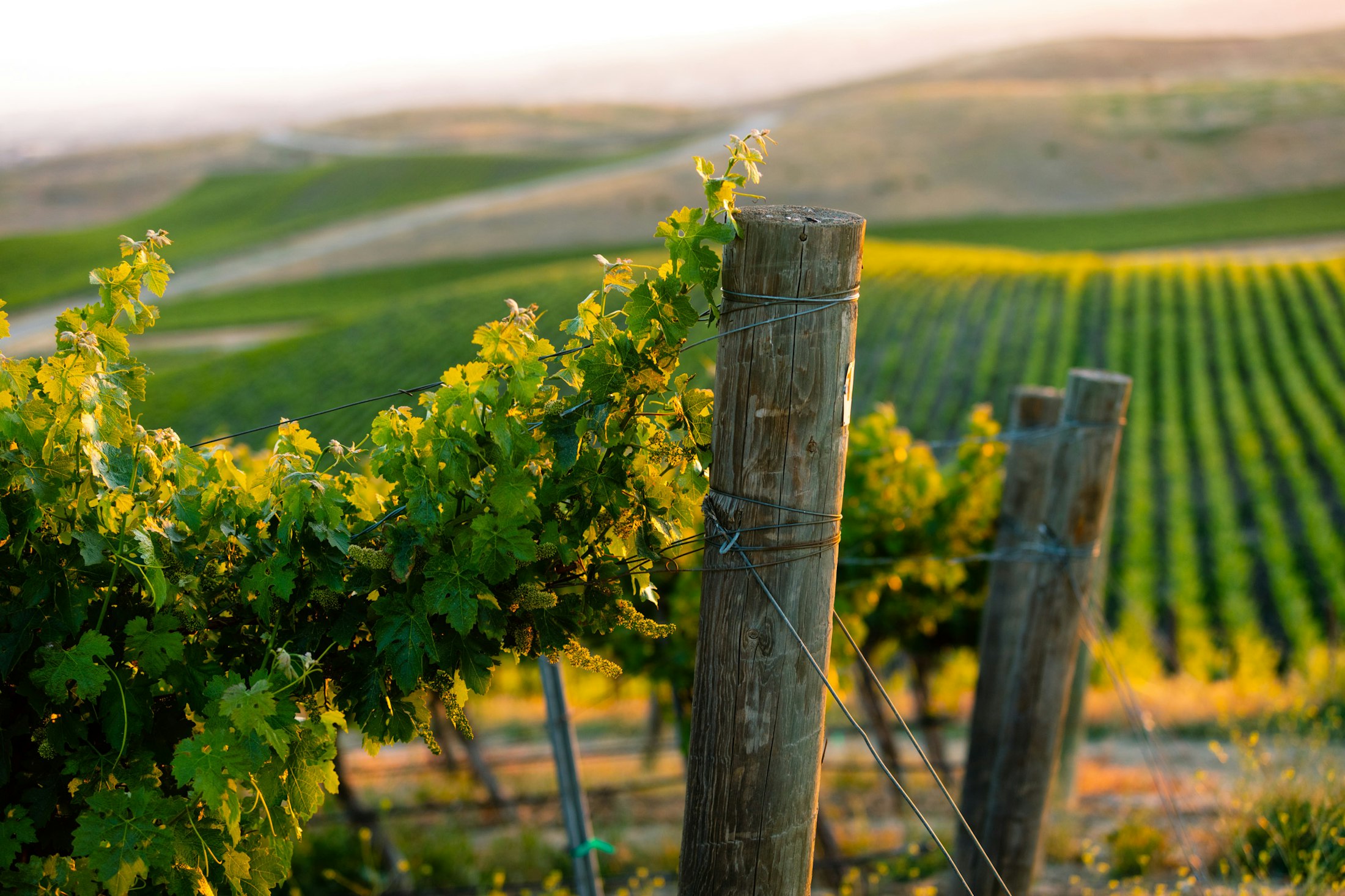 Close up of posts at the end of the vine rows at Huerhuero Vineyard