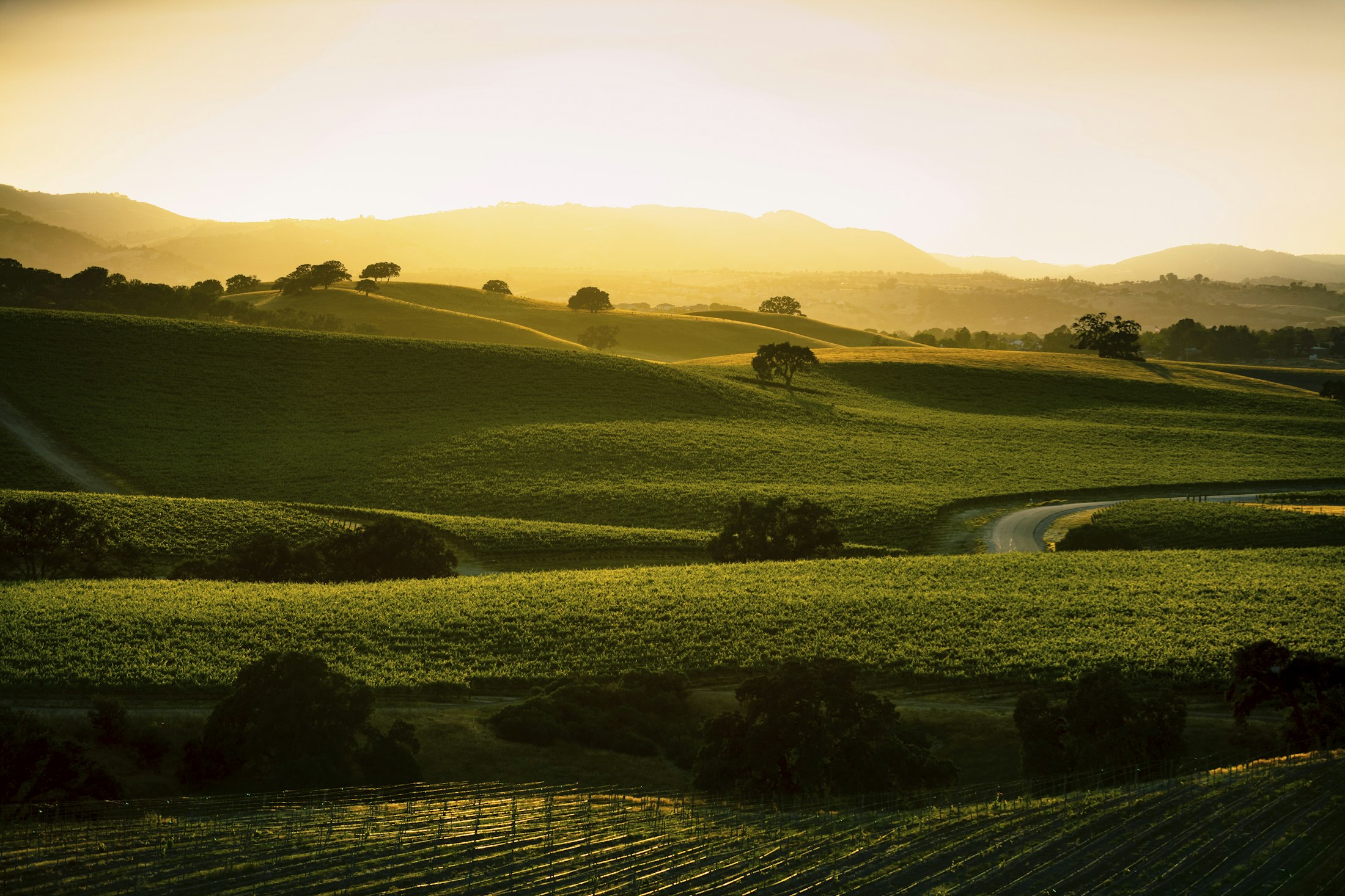 Huerhuero vineyard from a distance, the sun rising with a gold sky painting light over the rolling hills of vines and oak trees