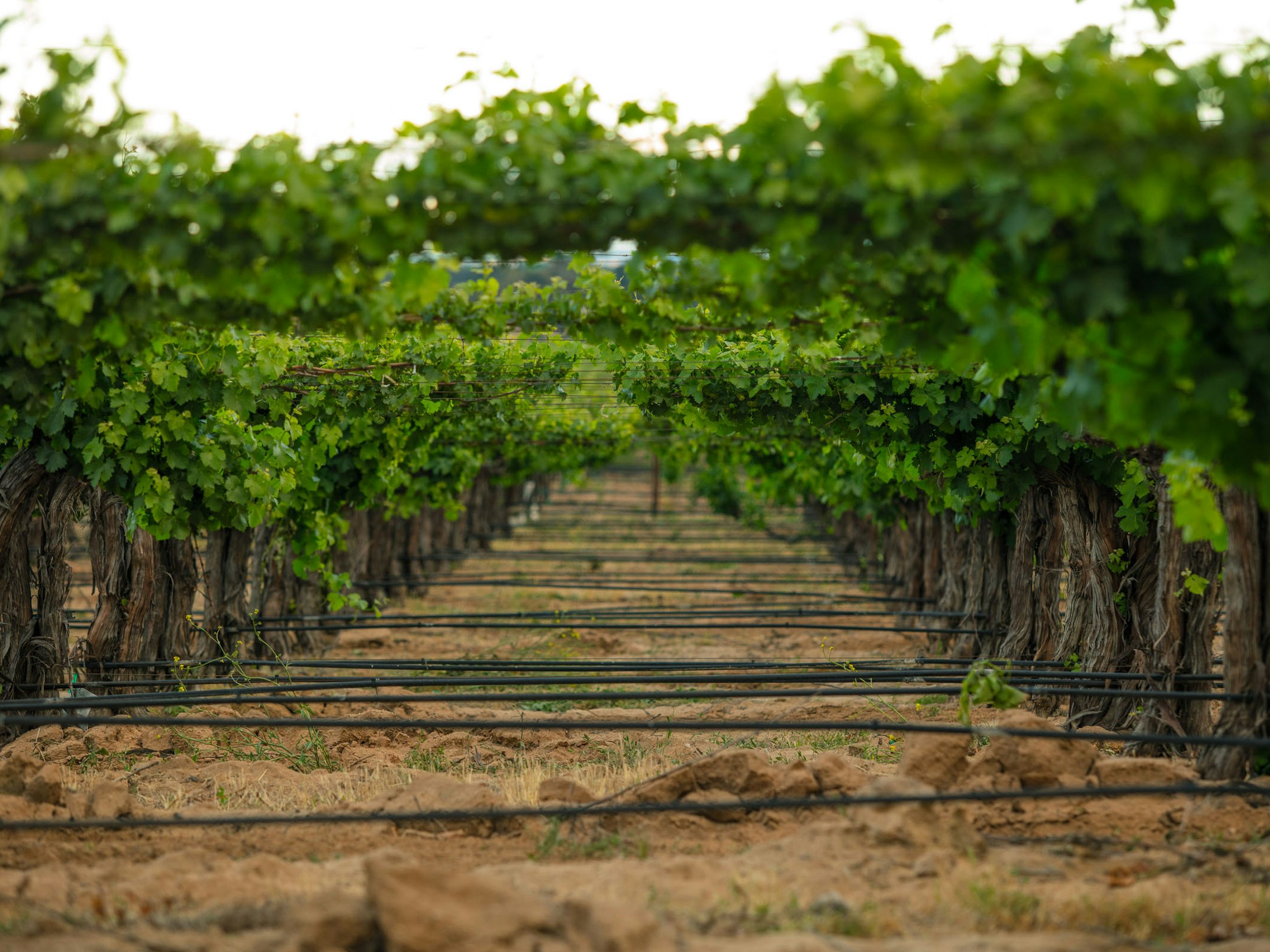 Vina Robles Jardine vineyard, looking down a row of lush green vines