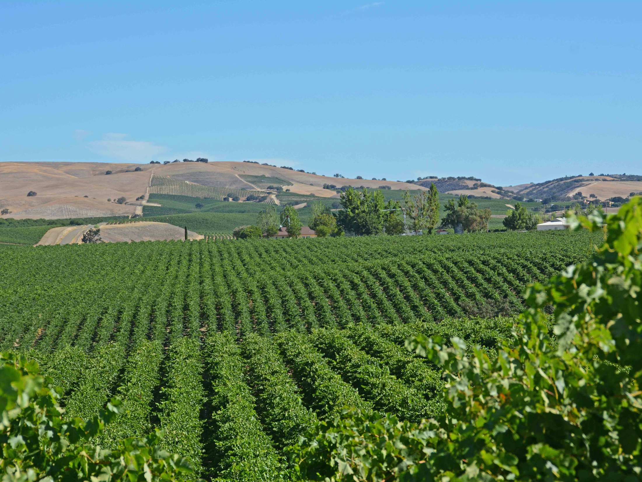 Pleasant Valley vineyard, lush full vines rolling over hills into grassy hills