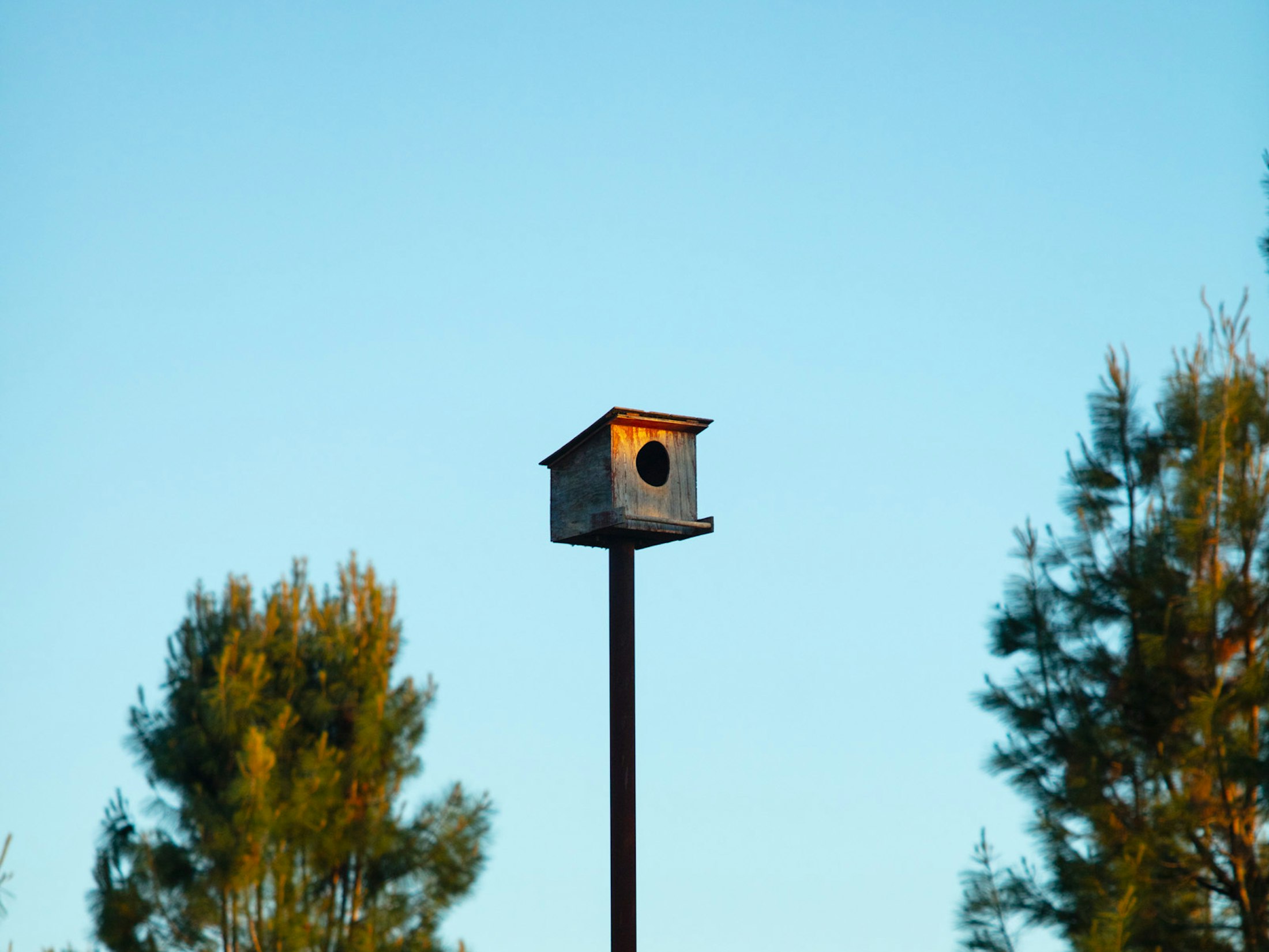 Birdhouse in the vineyard, high on a pole