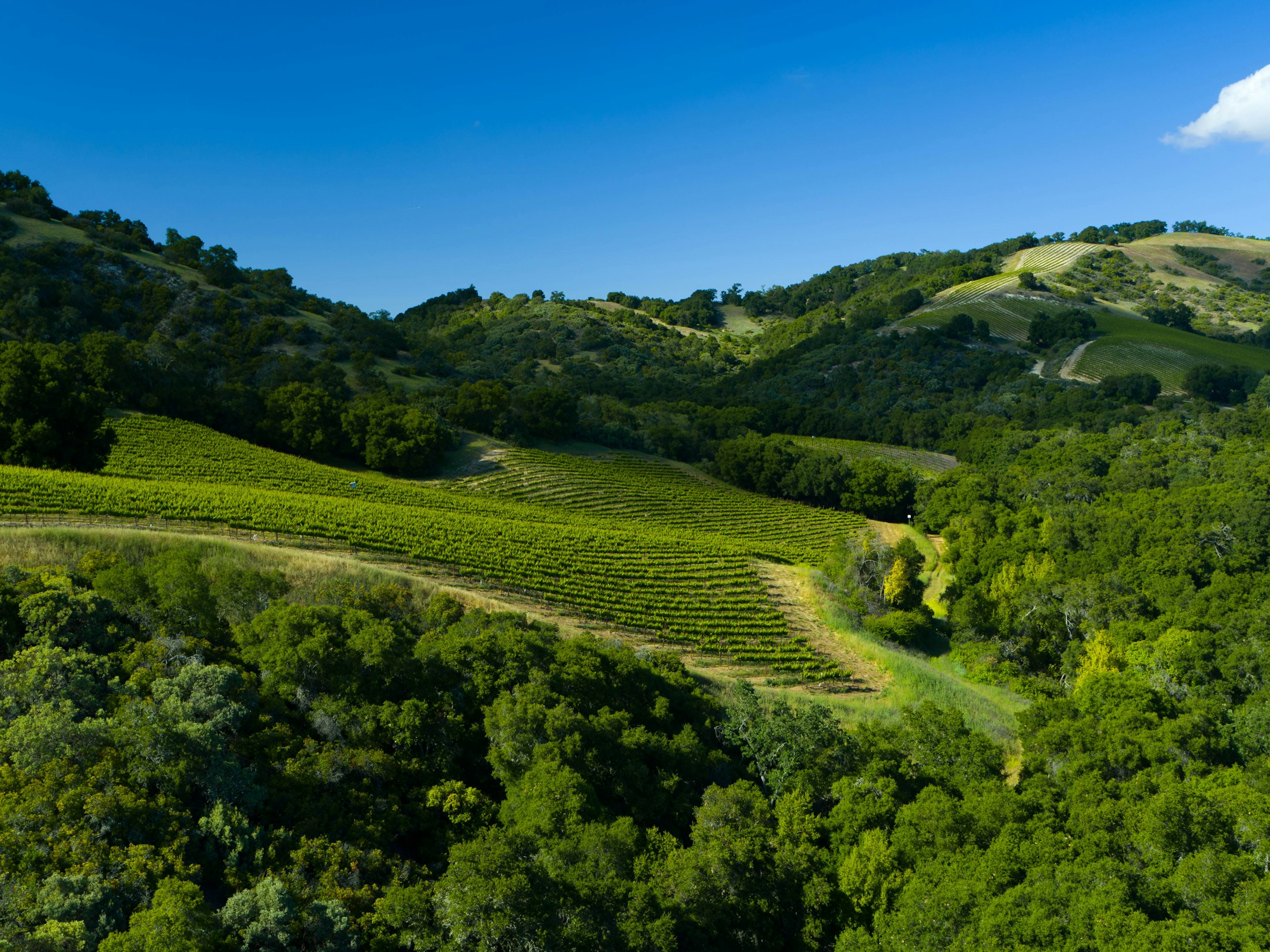 Terra Bella vineyard on steep hills surrounded by trees
